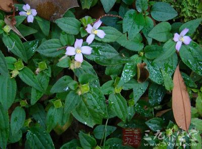 药性凉、药味甘、涩 药性凉、药味甘、涩