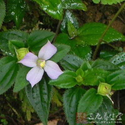 叶面被疏糙伏毛,基出脉微隆起,侧脉不明显,绿色或紫绿色 叶面被疏糙伏毛,基出脉微隆起,侧脉不明显,绿色或紫绿色