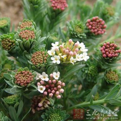 治咽喉肿痛,齿痛,风湿痛 治咽喉肿痛,齿痛,风湿痛