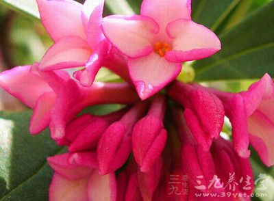 药性平、药味辛、甘 药性平、药味辛、甘
