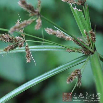 生态环境:生于山谷湿地或疏林下潮湿处 生态环境:生于山谷湿地或疏林下潮湿处