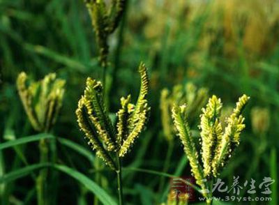 药性温、药味甘 药性温、药味甘