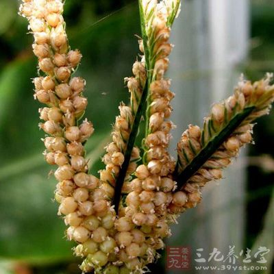 秋季果实成熟时采收,晒干,搓下种仁,再晒干 秋季果实成熟时采收,晒干,搓下种仁,再晒干