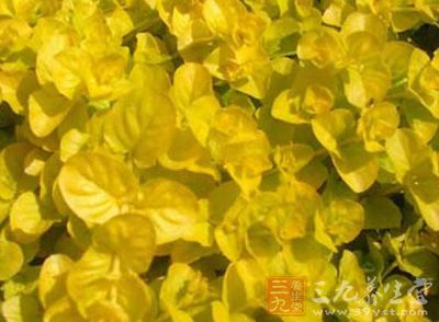 为双子叶植物药报春花科植物苍白过路黄的全草 为双子叶植物药报春花科植物苍白过路黄的全草