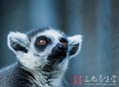 是在野生啮齿动物间的一种自然疫源性疾病