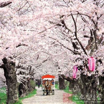 顾村公园内花木茂盛，是很受当地人欢迎的郊游地