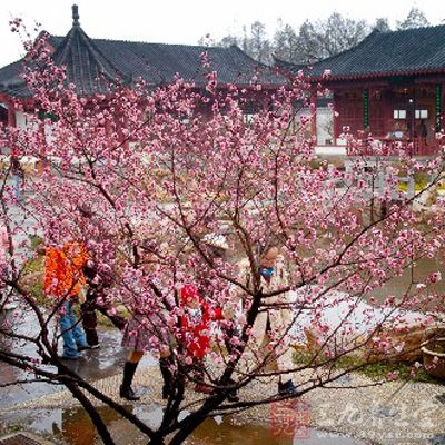 今年春天来得早，国内各地赏梅胜地都提前开启梅花节