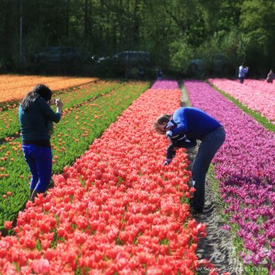 荷兰东北圩田郁金香节