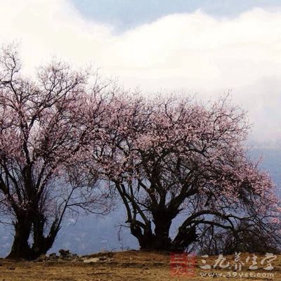 林芝桃花节，桃花铺满山坡，绵延至河谷