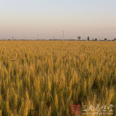 小麦、强化麦片、燕麦及大麦等全谷食物同样富含铁