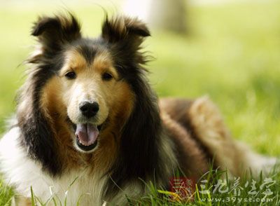 多见于犬、狼、猫等肉食动物