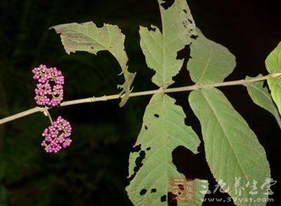 来源 药材基源:为双子叶植物药马鞭草科植物红紫珠的根.