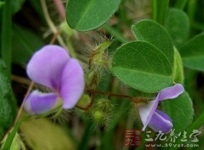 别名 三脚虎,六月雪[福建,广东,纱帽草,斑鸠窝[云南,品字草,三点桃