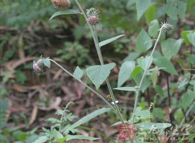 《全国中草药汇编》:三角叶风毛菊   【别名】白牛蒡根,翻白叶,毛