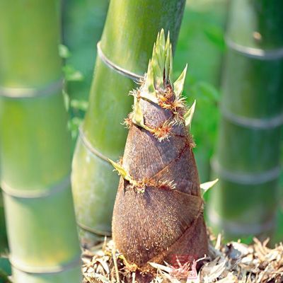 新鲜竹笋含有天然毒素氰甙，吃了生的或没有煮透的竹笋，也可能引起食物中毒