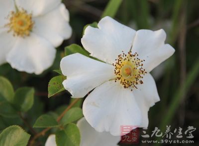 鬼针草性温，味道苦，没有毒，鬼针草可以入药