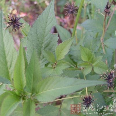 鬼针草确实是防治高血压、心脑血管病的特效药物