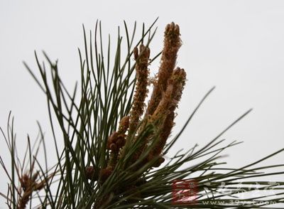 松笔头的药用价值与应用