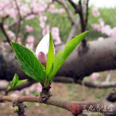 桃叶可以作入浴剂