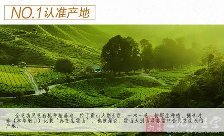NO.1认准产地 NO.1认准产地
