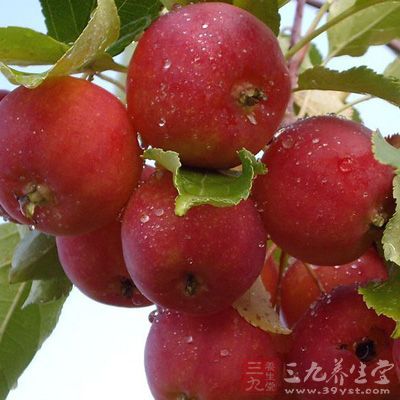 沙果