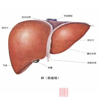 乙肝不能吃海鲜(3)