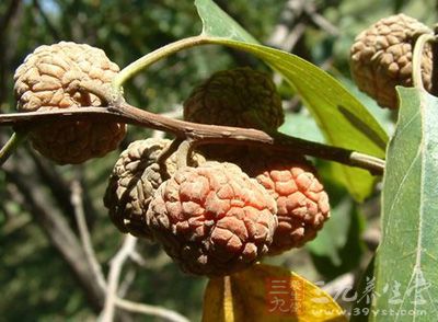 【山荔枝果的功效介绍 山荔枝果《贵州草药【性味①姚可成