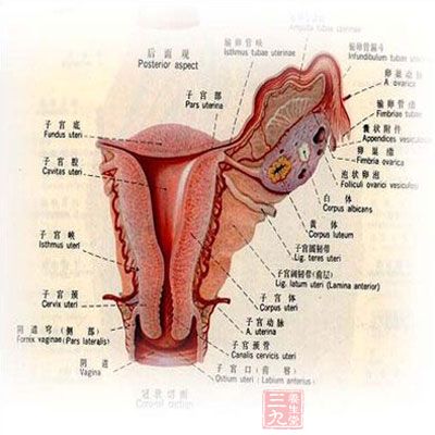 盆腔炎的发生往往累及双侧输卵管,造成管腔粘连甚至完全阻塞 盆腔炎的发生往往累及双侧输卵管,造成管腔粘连甚至完全阻塞