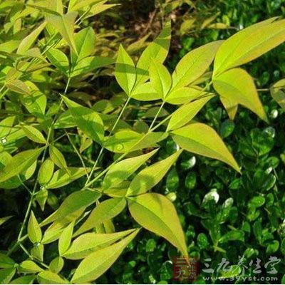 南天竹叶的药用价值与应用