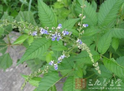 为马鞭草科植物牡荆的果实