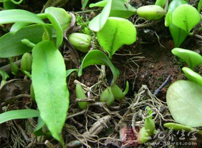 麦斛的药用价值与应用_化痰止咳平喘药_中药