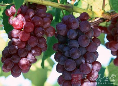 葡萄、葡萄汁与葡萄酒一样含有一种白黎芦醇，是能降低胆固醇的天然物质