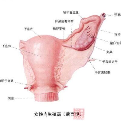 子宫内膜结核引起内膜病变或人工流产、刮宫引起子宫内膜薄等