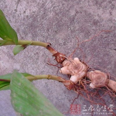 白芨味苦、甘，性平且澀而粘滑。外用可潤滑肌膚，除面上瘡