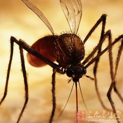 广东平均气温越来越高 登革热爆发风险增大