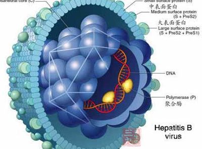 乙肝病毒(HBV)侵入肝脏后大量复制，感染肝细胞，引起机体免疫反应，形成局部炎症坏死