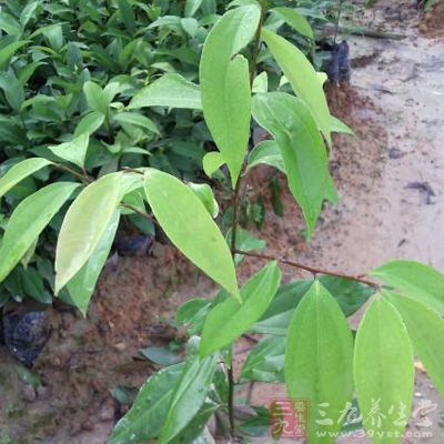 山玉桂_中药百科_养生百科