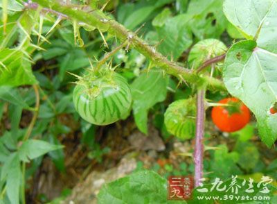 野颠茄,为茄科植物刺茄的全株.野生于草地上.分布我国南方.