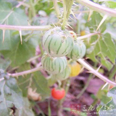 野颠茄的药用价值与应用