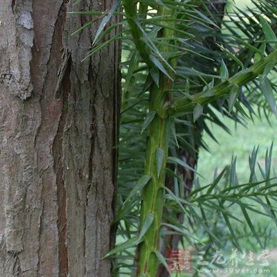 杉木节_中药百科