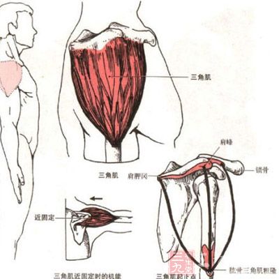 三角肌有轻度萎缩，斜方肌痉挛。岗上肌腱、肱二头肌长、短头肌腱及三角肌前、后缘均可有明显压痛