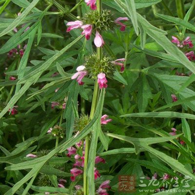取鲜益母草30g,鲜荠菜30g克 取鲜益母草30g,鲜荠菜30g克