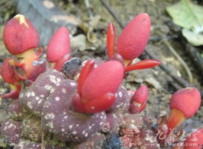 【来源】蛇菰科蛇菰属植物蛇菰balanophora japonica makino,以全草