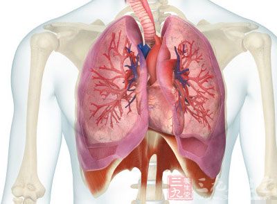 信息中心 心脏和肺脏的关系   心脏和肺的位置关系是什么肺位于胸腔内
