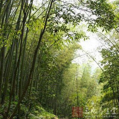 蜀南竹海夏日竹幽深