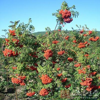 花楸的药用价值与应用