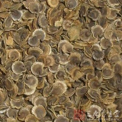 白药子的药用价值与应用_化痰止咳平喘药_中