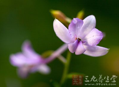 先端尖,基   长距兰,为菊科植物万丈深的根.夏,秋季采收.