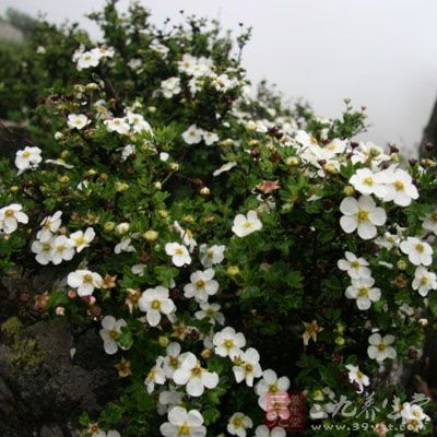 药王茶的药用价值与应用_安神药_中药图典