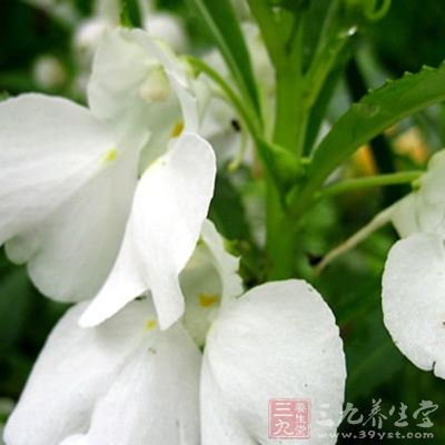 凤仙花治疗